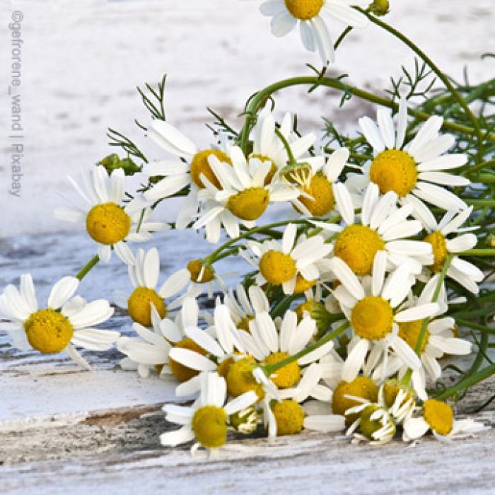 Artikel in den Fränkischen Nachrichten über mein Ferienprogramm „Kräuter“